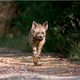 Illustration for article titled The year's best wildlife photos show nature at its cruelest — and most tender